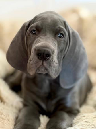 Great Dane for sale by SAPHIREDANES