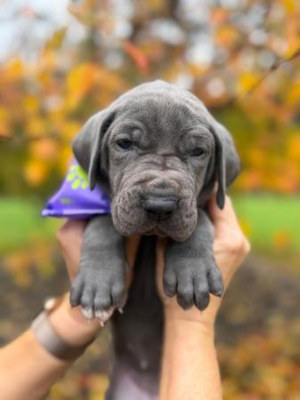 Great Dane puppy for sale by SAPHIREDANES