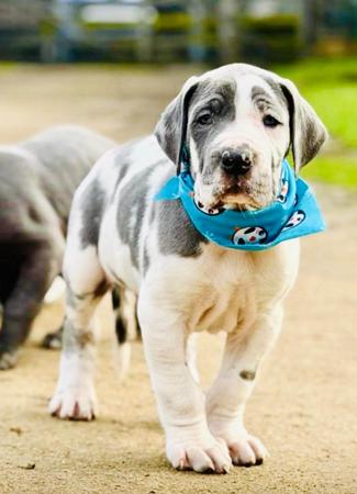 Great Dane puppy for sale by SAPHIREDANES