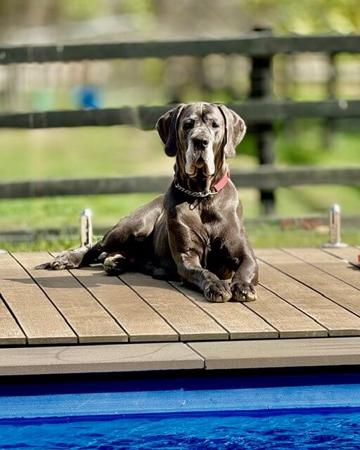 Great Dane dog for sale by SAPHIREDANES