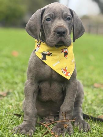 Great Dane puppy for sale by SAPHIREDANES