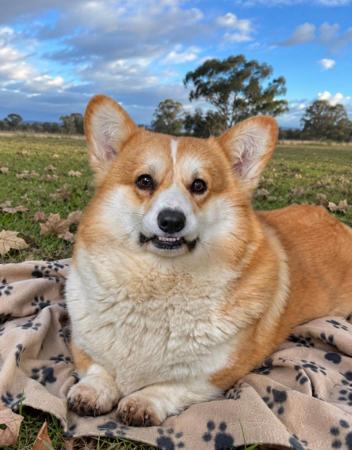Welsh Corgi (Pembroke) dog for sale by SAPHIREDANES