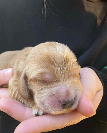 Cocker Spaniel puppy for sale by WOODROC