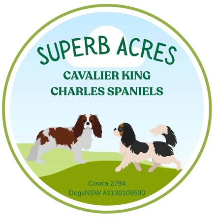 Cavalier King Charles Spaniel for sale by SUPERBACRES