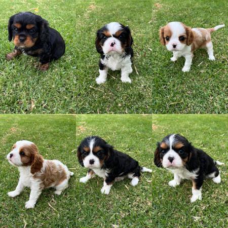 Cavalier King Charles Spaniel for sale by SUPERBACRES