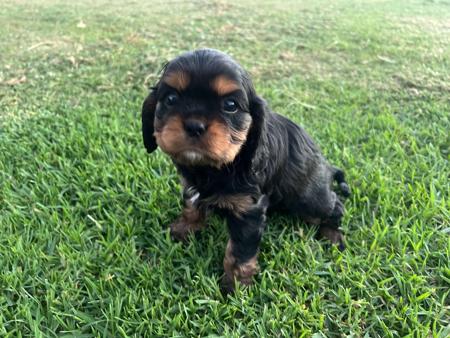 Cavalier King Charles Spaniel for sale by SUPERBACRES