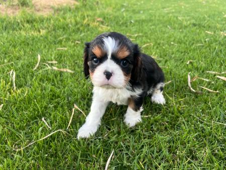 Cavalier King Charles Spaniel for sale by SUPERBACRES