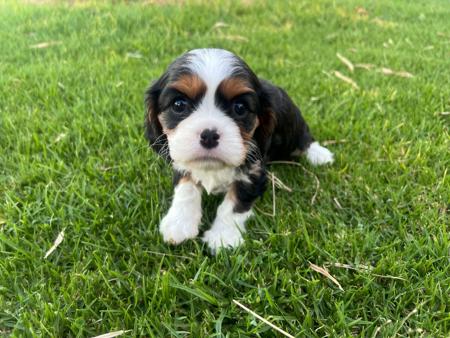 Cavalier King Charles Spaniel for sale by SUPERBACRES