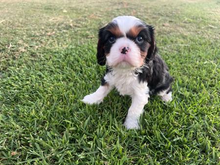 Cavalier King Charles Spaniel for sale by SUPERBACRES