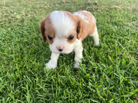 Cavalier King Charles Spaniel for sale by SUPERBACRES
