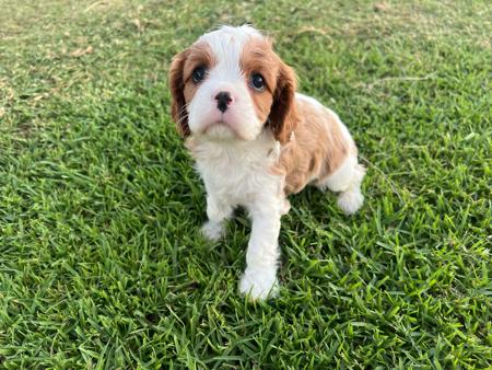 Cavalier King Charles Spaniel for sale by SUPERBACRES