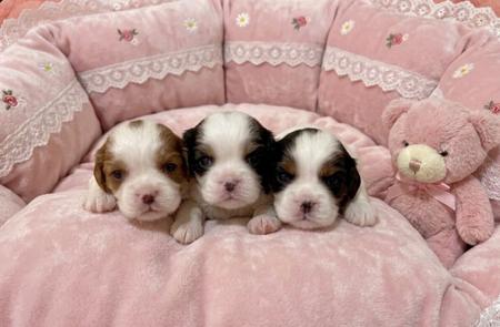Cavalier King Charles Spaniel puppy for sale by SUPERBACRES