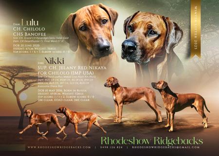 Rhodesian Ridgeback for sale by RHODESHOW