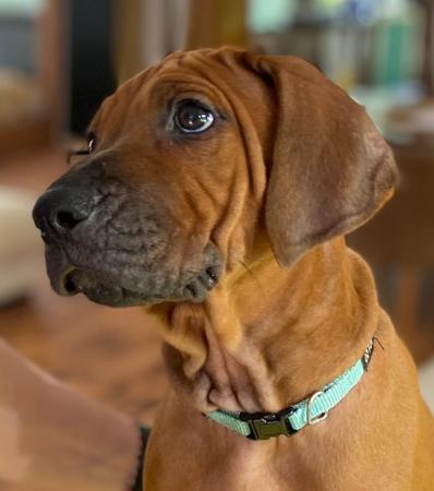 Rhodesian Ridgeback for sale by RHODESHOW