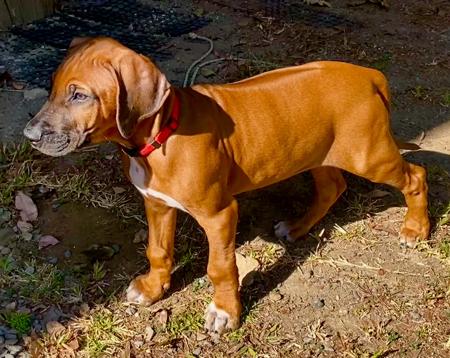 Rhodesian Ridgeback for sale by RHODESHOW