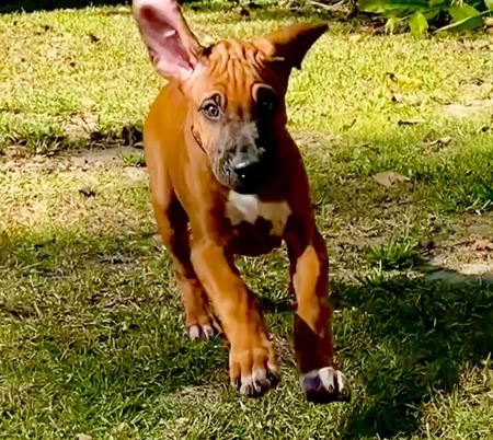 Rhodesian Ridgeback for sale by RHODESHOW