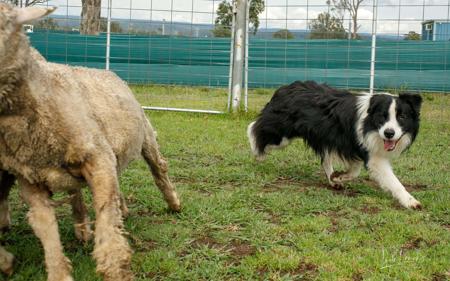 Border Collie for sale by EWEHOPE