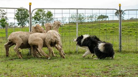 Border Collie for sale by EWEHOPE