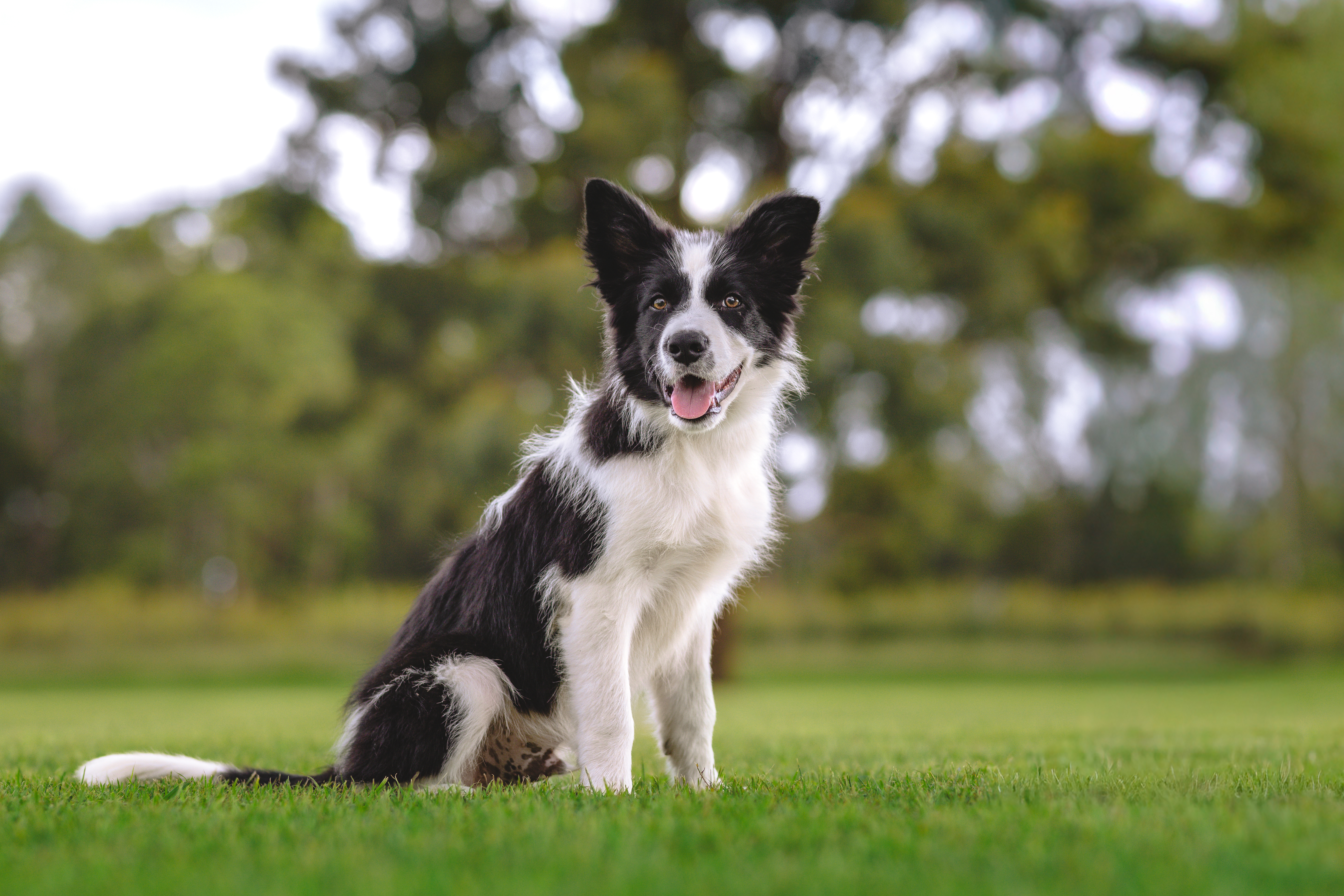 Border Collie puppy for sale by BREEELIZABETHC