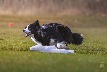 SPRD Ch. Neecabe Designed With Hope HT Border Collie