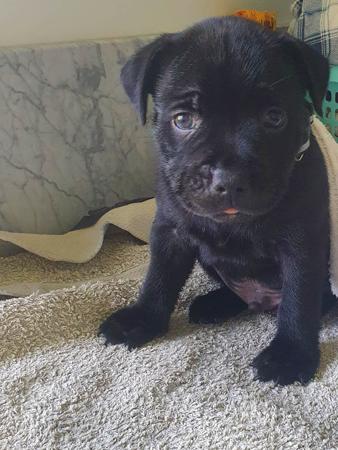 Staffordshire Bull Terrier for sale by INTERMYSTIC