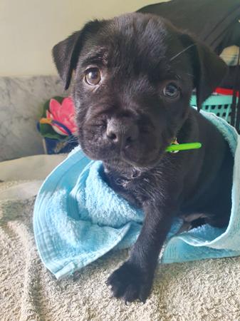 Staffordshire Bull Terrier for sale by INTERMYSTIC