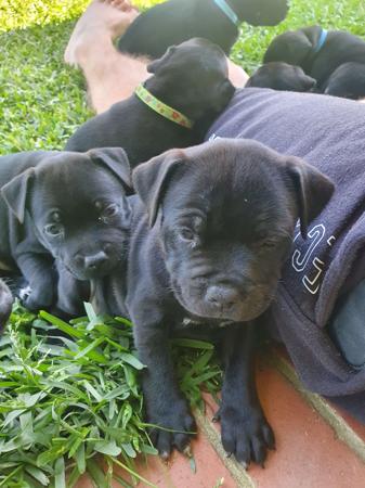 Staffordshire Bull Terrier for sale by INTERMYSTIC