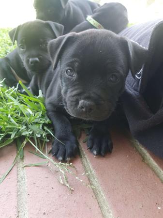 Staffordshire Bull Terrier for sale by INTERMYSTIC