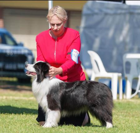 Border Collie for sale by BELCLAREN