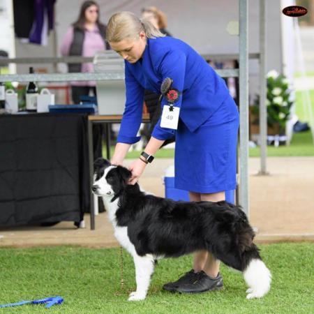 Border Collie for sale by BELCLAREN