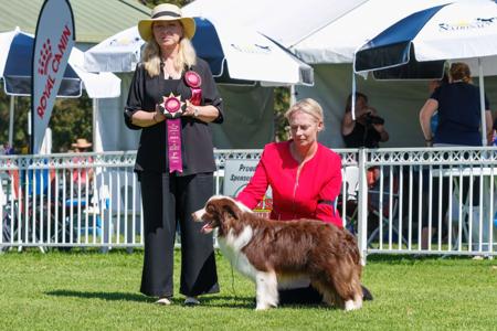Border Collie for sale by BELCLAREN