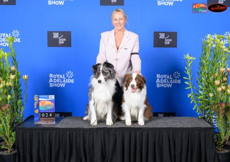 Border Collie for sale by BELCLAREN