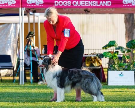 Border Collie for sale by BELCLAREN