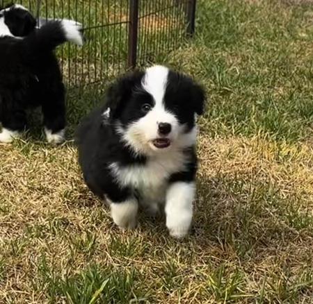 Border Collie puppy for sale by BELCLAREN