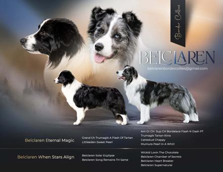 Border Collie puppy for sale by BELCLAREN