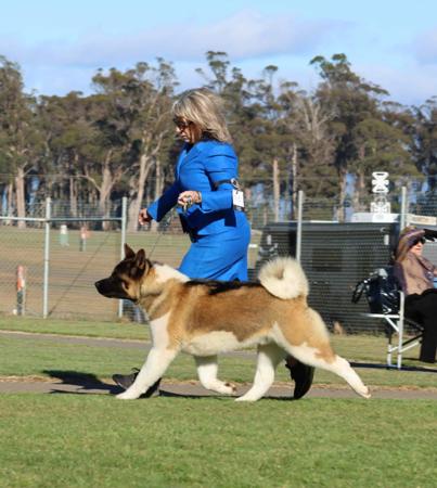 Akita for sale by ISHIN