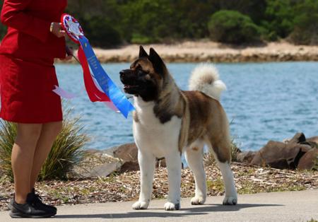 Akita for sale by ISHIN