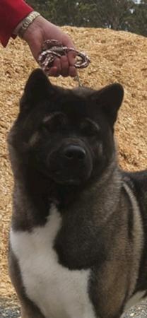 Akita for sale by ISHIN