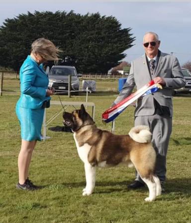 Akita for sale by ISHIN