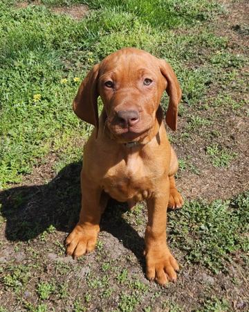 Hungarian Vizsla puppy for sale by ISHIN