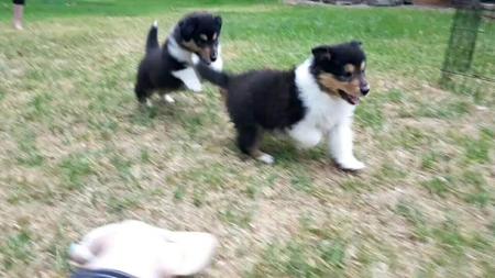 Collie (Rough) puppy for sale by CLIFFGLYNN
