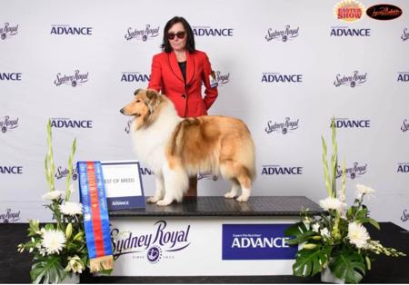 Collie (Rough) for sale by CLIFFGLYNN