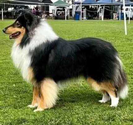 Collie (Rough) for sale by CLIFFGLYNN