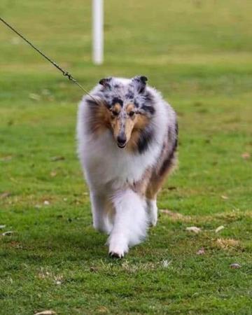 Collie (Rough) for sale by CLIFFGLYNN