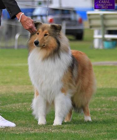 Collie (Rough) for sale by CLIFFGLYNN