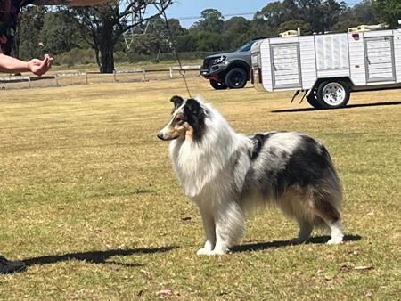 Collie (Rough) for sale by CLIFFGLYNN
