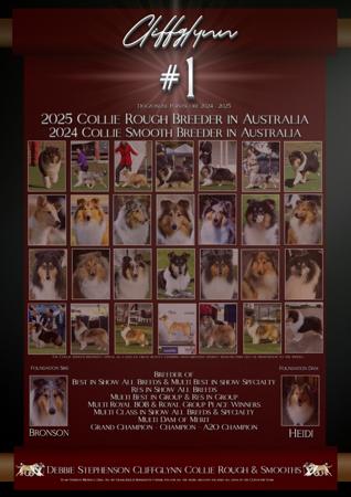 Collie (Rough) for sale by CLIFFGLYNN