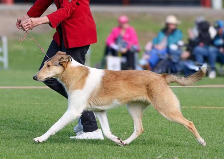 Collie (Smooth) for sale by CLIFFGLYNN