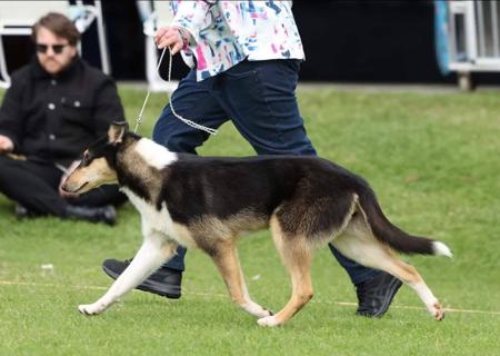 Collie (Smooth) for sale by CLIFFGLYNN