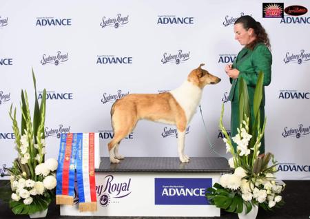 Collie (Smooth) for sale by CLIFFGLYNN